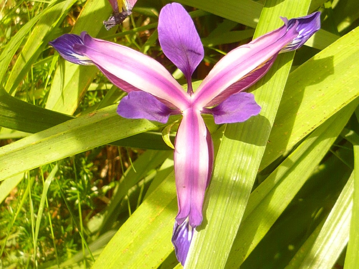 Iris graminea (Iridaceae)
